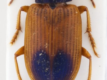 Drypta dentata i Diachromus germanu , <p>Fot.&nbsp;Diachromus germanu&nbsp;</p>