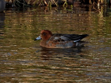 Monitoring Zimujących Ptaków Wodnych na Pilicy – 2026, <p>świstun</p>
