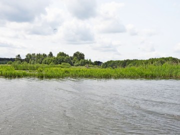 Rybitwy nad Zalewem Sulejowskim, 