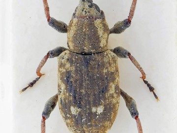 Bagous ciekawy rodzaj chrząszczy w Spalskim PK, <p>&nbsp;<em> 2. </em><em>Bagous lutulentus</em></p>