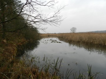 Bagous ciekawy rodzaj chrząszczy w Spalskim PK, <p>Przykładowe siedlisko występowania gatunków z rodzaju Bagous.</p>