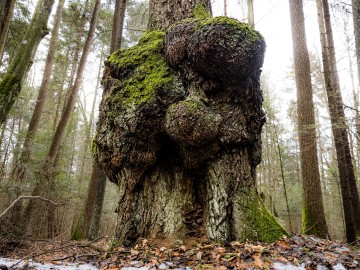 W oczekiwaniu na wiosnę rezerwat Czarna Rózga 2026, 