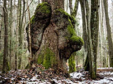 W oczekiwaniu na wiosnę rezerwat Czarna Rózga 2026, 