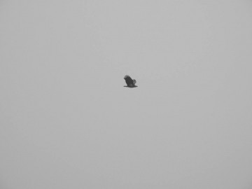 Bielik, Sulejowski PK, Szymon Kielan