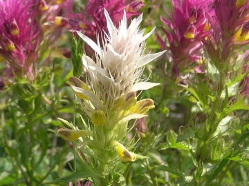 Pszeniec różowy (egzemplarz albinotyczny). Okolice Mojżeszowa.