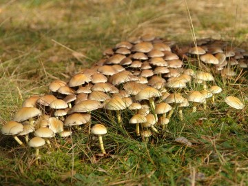 Rajd pieszy szlakiem Królewskich Łowów 2019, 