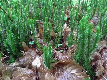 widłak wroniec - rez. Wielkopole