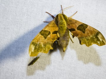 Nocne świecenia - poznaj świat motyli nocnych PPK 2025, 