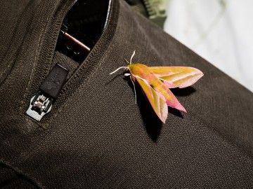 Nocne świecenia - poznaj świat motyli nocnych PPK 2025, 