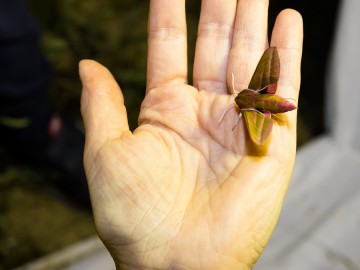 Nocne świecenia - poznaj świat motyli nocnych PPK 2025, 