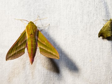 Nocne świecenia - poznaj świat motyli nocnych PPK 2025, 