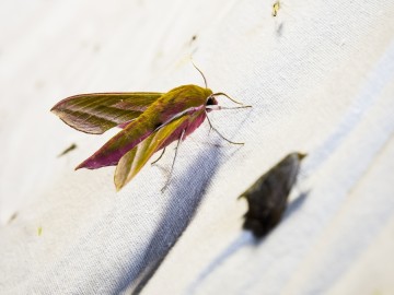 Nocne świecenia - poznaj świat motyli nocnych PPK 2025, 