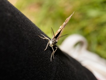 Nocne świecenia - poznaj świat motyli nocnych PPK 2025, 