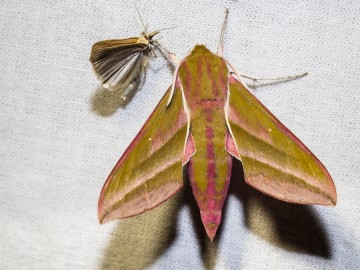 Nocne świecenia - poznaj świat motyli nocnych PPK 2025, 