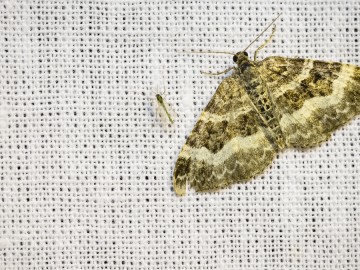 Nocne świecenia - poznaj świat motyli nocnych PPK 2025, 