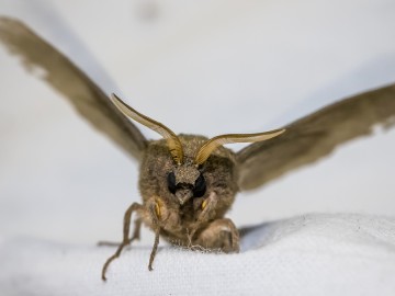 Nocne świecenia - poznaj świat motyli nocnych PPK 2025, 