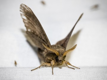 Nocne świecenia - poznaj świat motyli nocnych PPK 2025, 