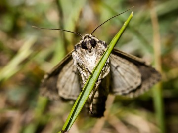 Nocne świecenia - poznaj świat motyli nocnych PPK 2025, 