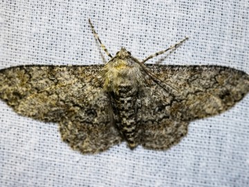 Nocne świecenia - poznaj świat motyli nocnych PPK 2025, 