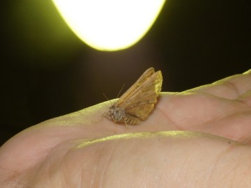 Nocne świecenia - poznaj świat motyli nocnych PPK 2025, 