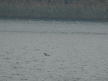 nur czarnoszyi, Szymon Kielan