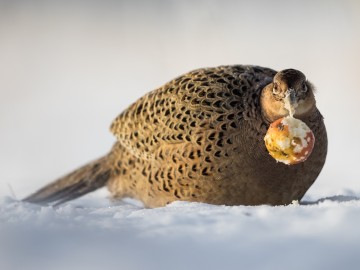 Zimowe obrazy w PPK 2026., 